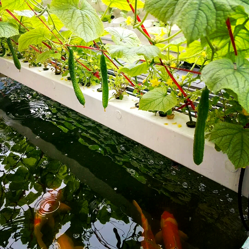 泉州市大棚鱼菜共生 - 排名